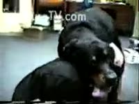 Black mutt in sexy act